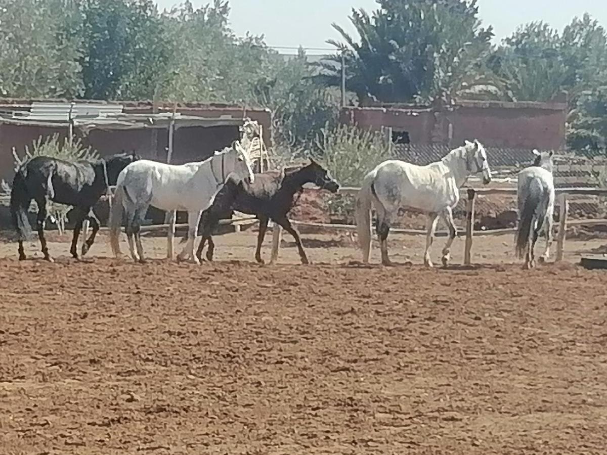 Dar Alfourssane Ferme D'Hote ورزازات المظهر الخارجي الصورة
