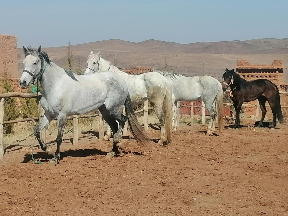 Dar Alfourssane Ferme D'Hote ورزازات المظهر الخارجي الصورة