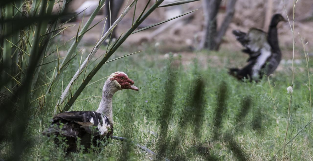 Dar Alfourssane Ferme D'Hote ورزازات المظهر الخارجي الصورة