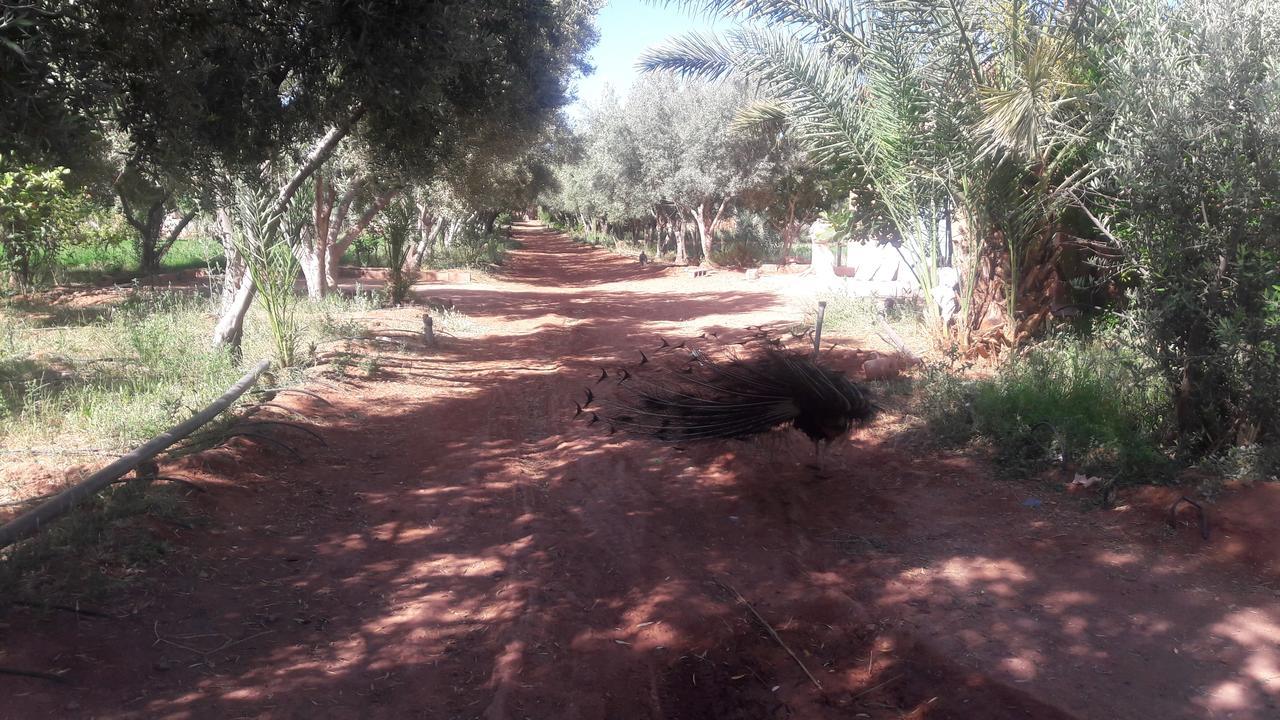 Dar Alfourssane Ferme D'Hote ورزازات المظهر الخارجي الصورة