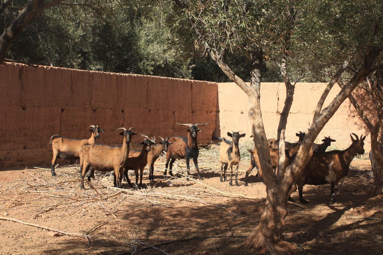 Dar Alfourssane Ferme D'Hote ورزازات المظهر الخارجي الصورة