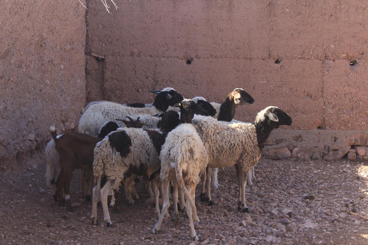 Dar Alfourssane Ferme D'Hote ورزازات المظهر الخارجي الصورة
